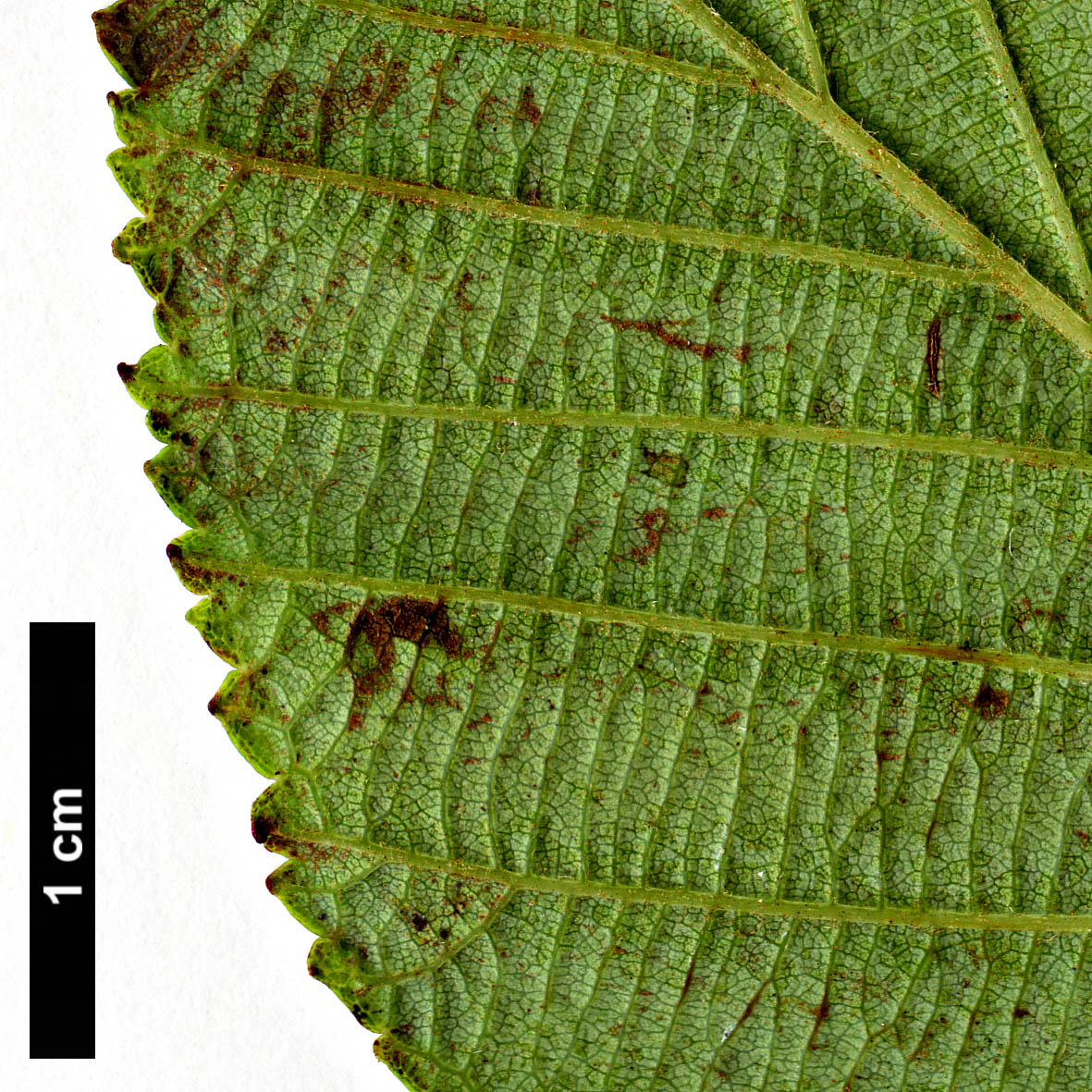 High resolution image: Family: Betulaceae - Genus: Alnus - Taxon: acuminata - SpeciesSub: subsp. acuminata